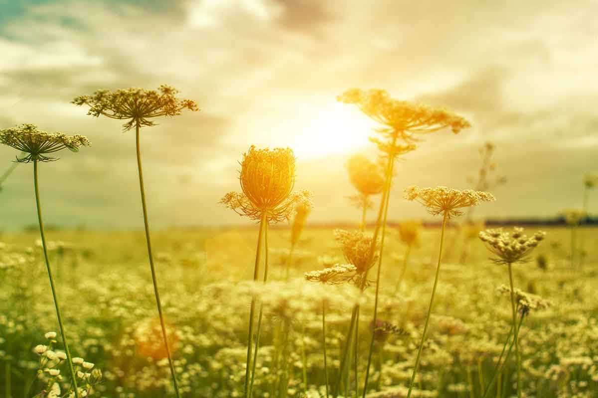 Lunárny kalendár pre záhradkárov na júl