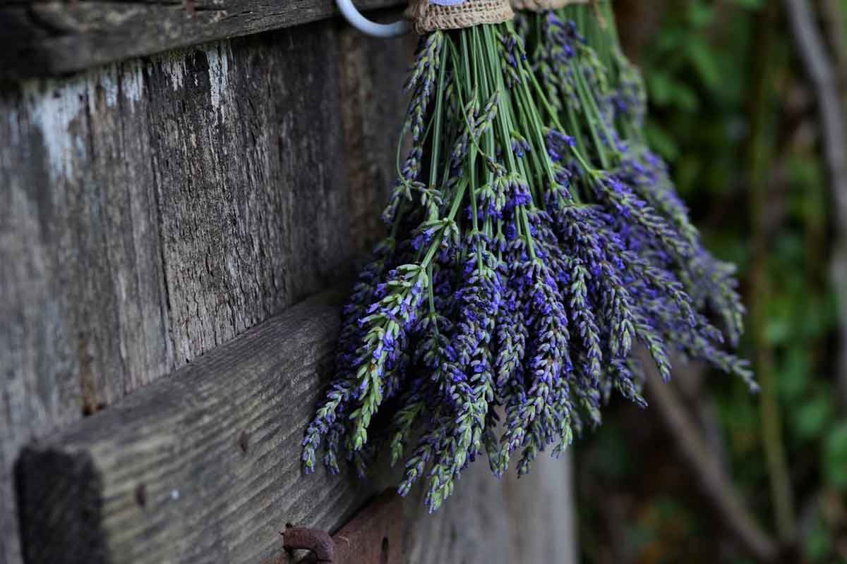 Ako využiť kvety levandule