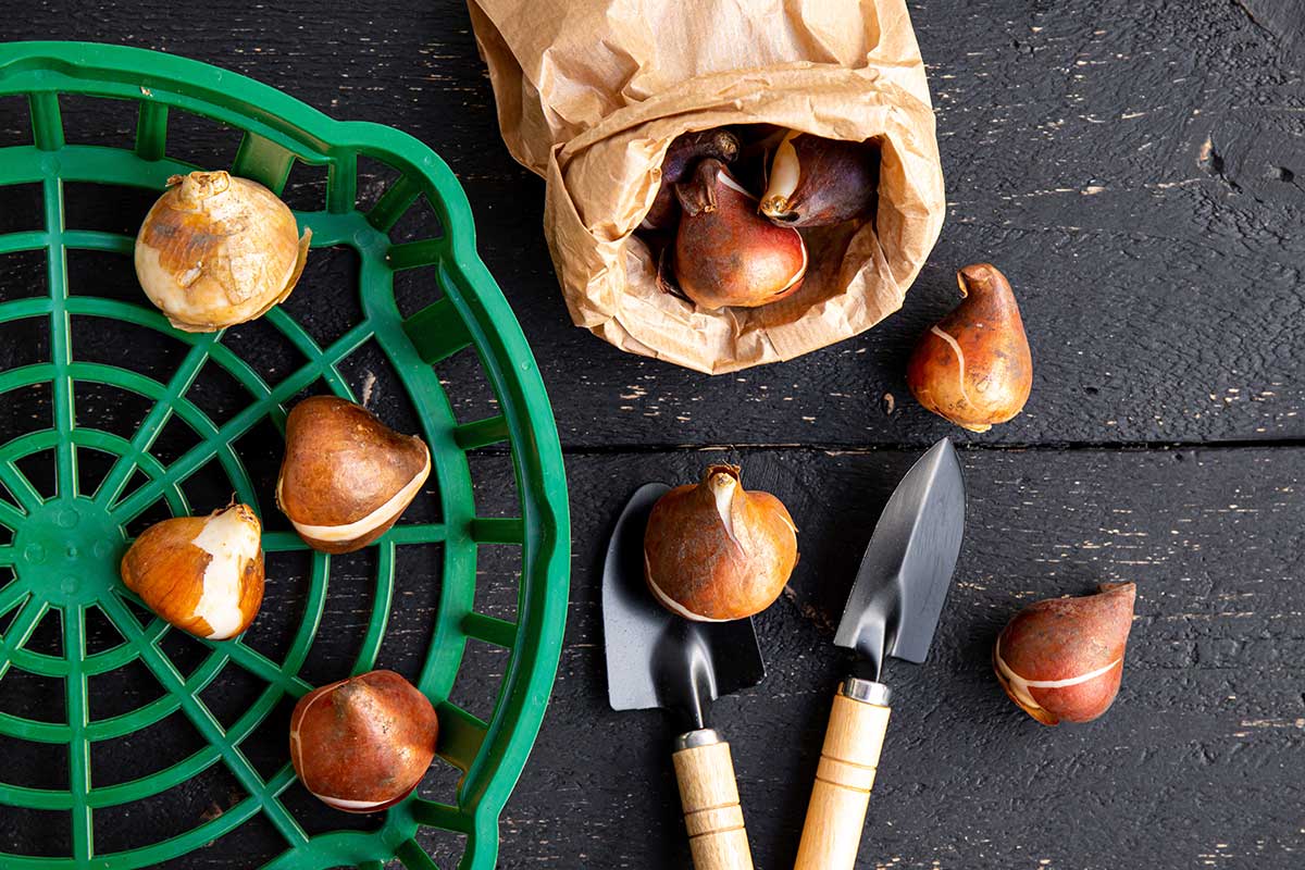 Sadenie cibúľ tulipánov do špeciálneho košíka