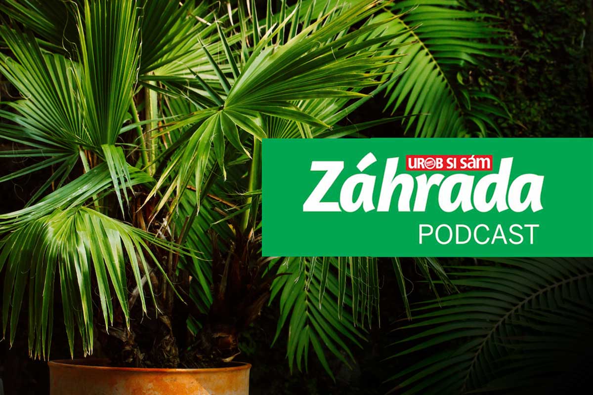 Podcast Záhrada o zazimovaní stredomorských rastlín a exotických paliem